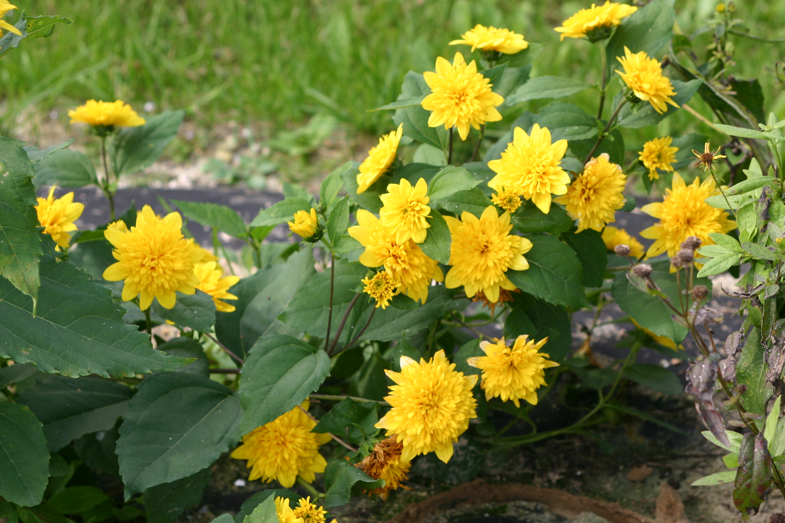 Helianthus helianthoides 'Golden Sun'